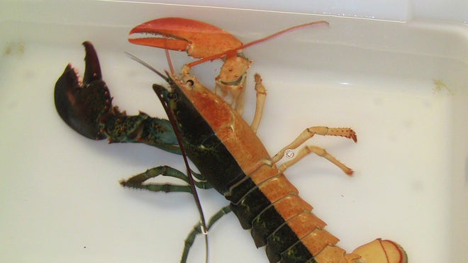 Halloween Lobster.jpg